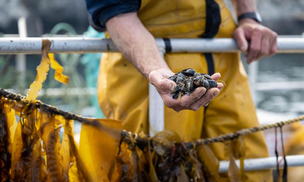 A hand full of shellfish and seaweed line at Car y Mor regenerative ocean farm in Wales.
