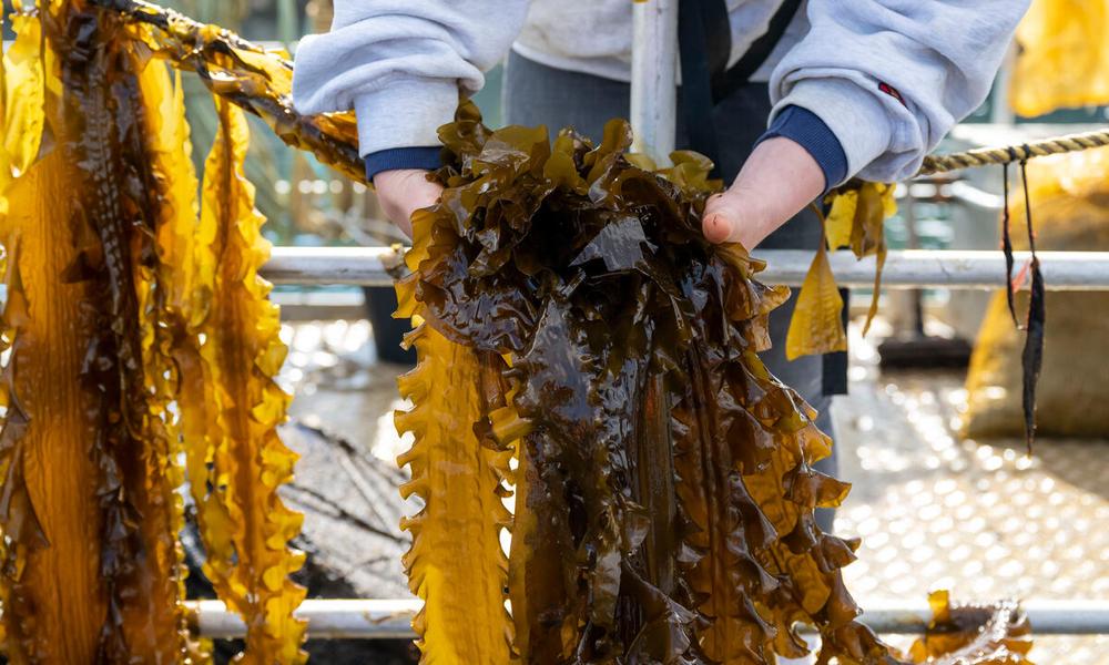 Seaweed being pulled from the lines in the water by a member of staff at Câr y Môr.