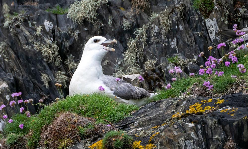 A fulmar (Fulmarus glacialis) perches atop a rocky cliff near Câr y Môr seaweed farm in Pembrokeshire, Wales.