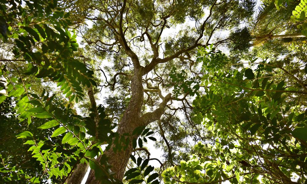 An image taken from the ground looking up at a large tree with lots of branches and green leaves. You can see the sky through the gaps in the leaves.