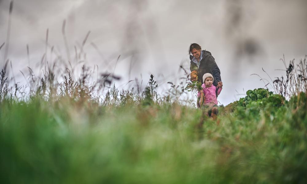 A woman and child harvesting vegetable sin a field on Nantclyd farm.