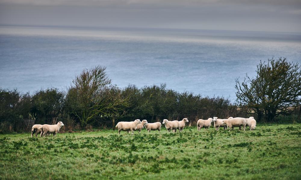 Sheep graze in a field near the coast on Nantclyd farm.
