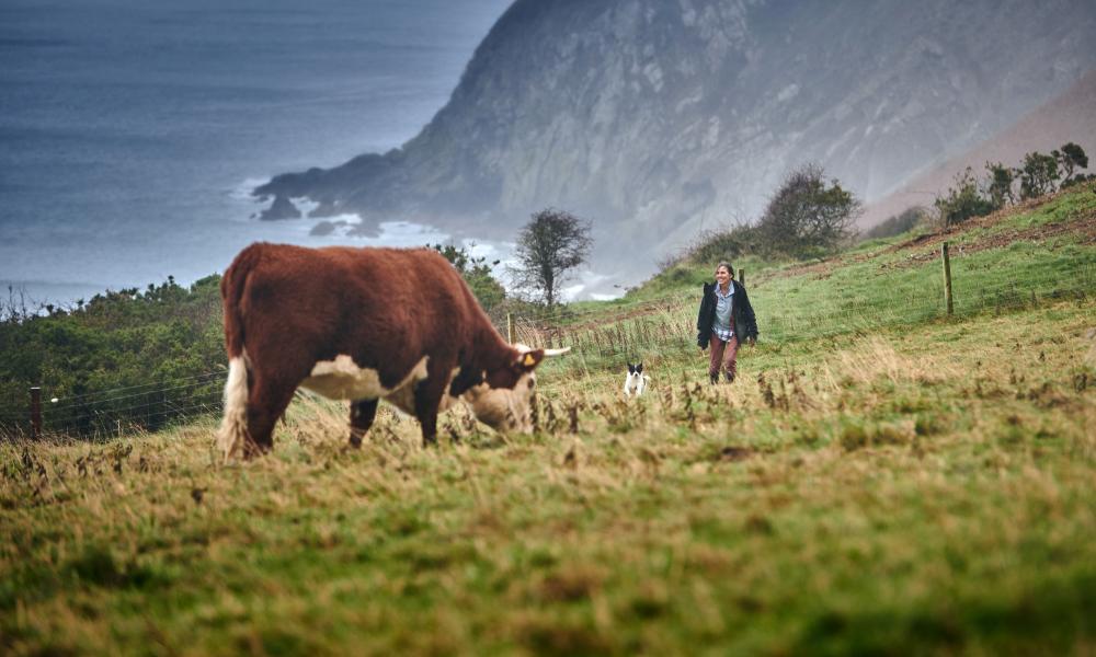 The cattle, at Nantclyd farm, in the field with a backdrop of the sea and Liz in the distance..