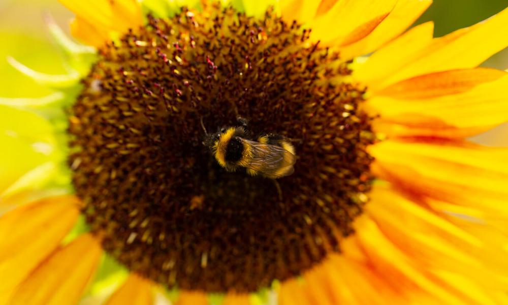 Bee on sunflower