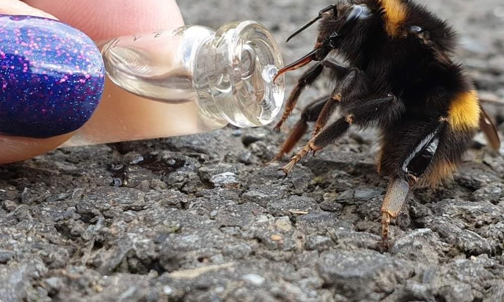 close up image of a bee on concrete drinking from the Beevive - bee revival kit