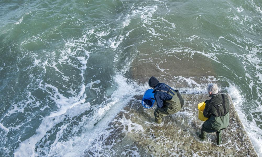 Sky Ocean Rescue, WWF and Swansea University have launched the biggest seagrass restoration project ever undertaken in the UK.