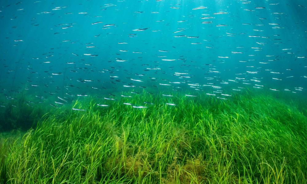 School of lesser sand eels (Ammodytes tobianus) swimming over an eelgrass (Zostera marina) seagrass meadow in shallow water. Swanage, Dorset, UK