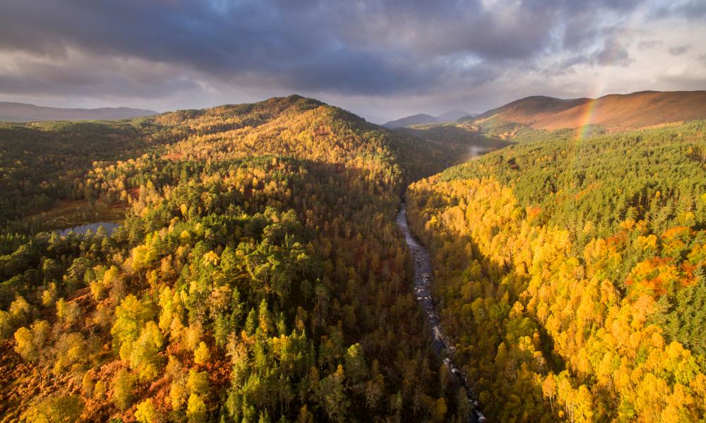 River Affric and autumnal pine and birch woodland, Glen Affric, Highland, Scotland, UK