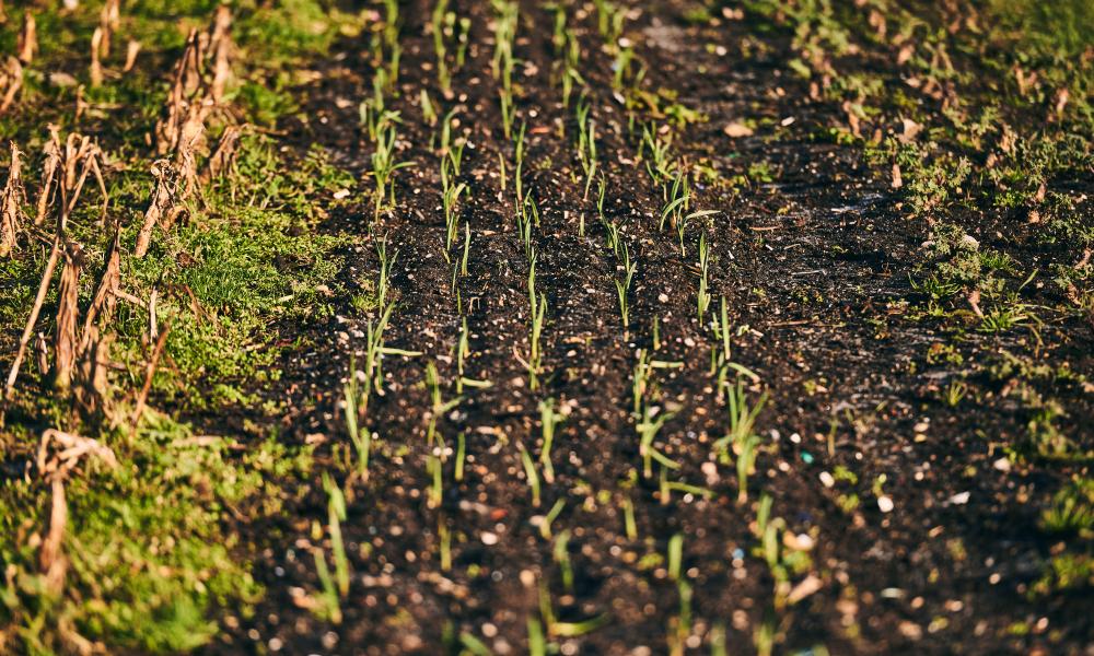 Rows of crops grown on the farm