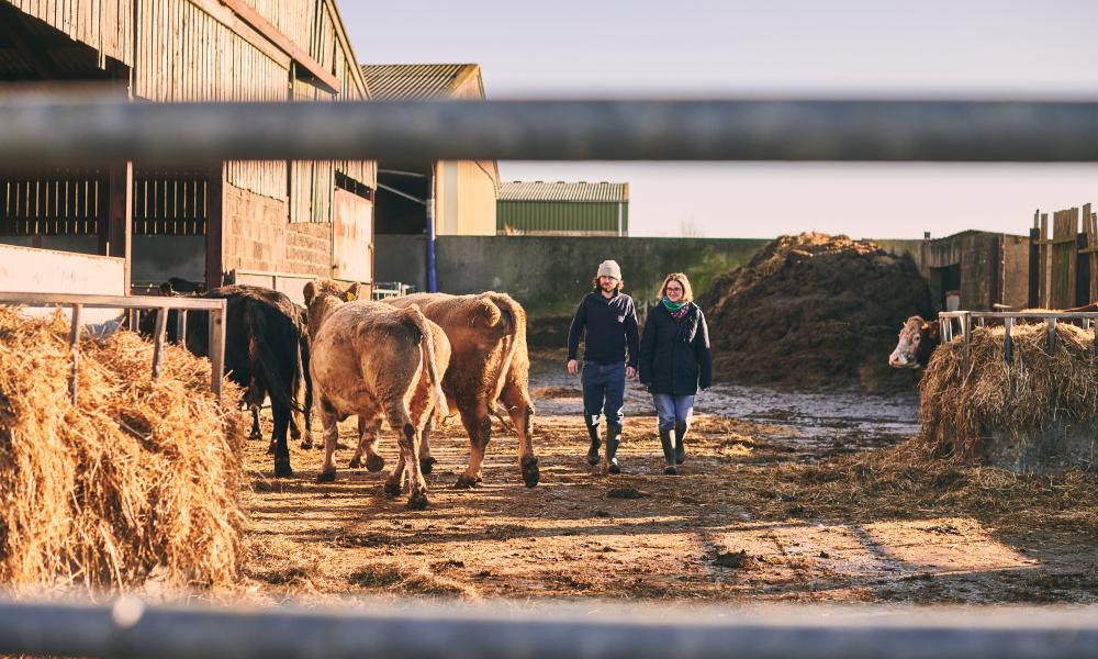 The couple walking out of cow sheds as cows return.