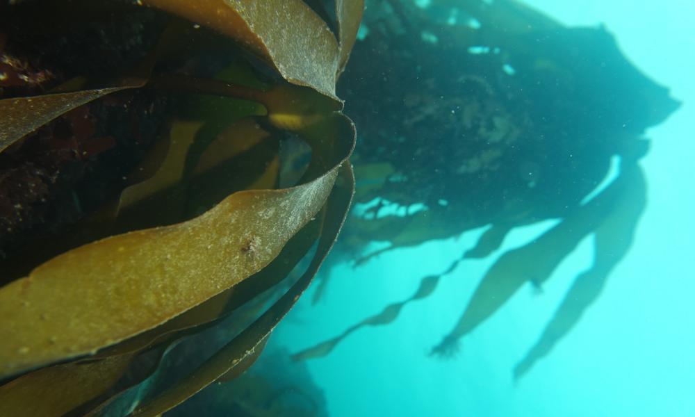 Underwater kelp forest in Welsh seas