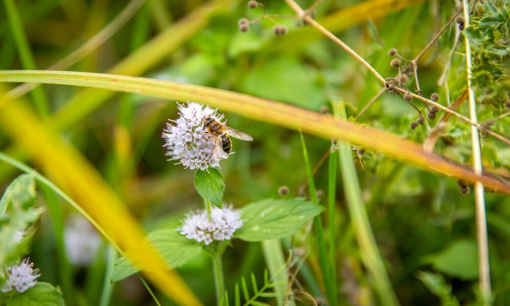 A hoverfly searches for nectar on water mint within Norfolk Rivers Trust's beaver enclosure in Bodham, Norfolk, UK.