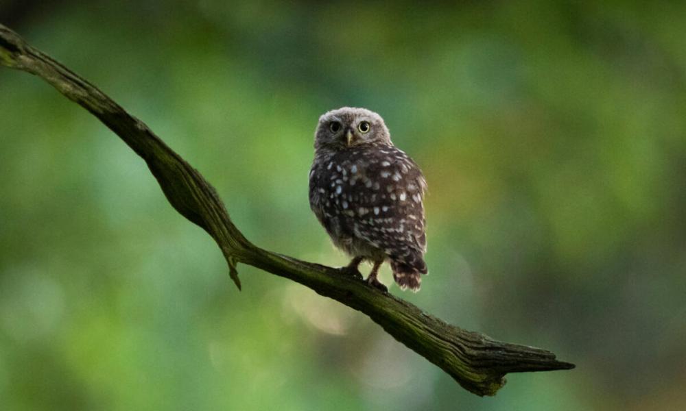 A little owl (Athene noctua) perches upon a branch in London, UK.