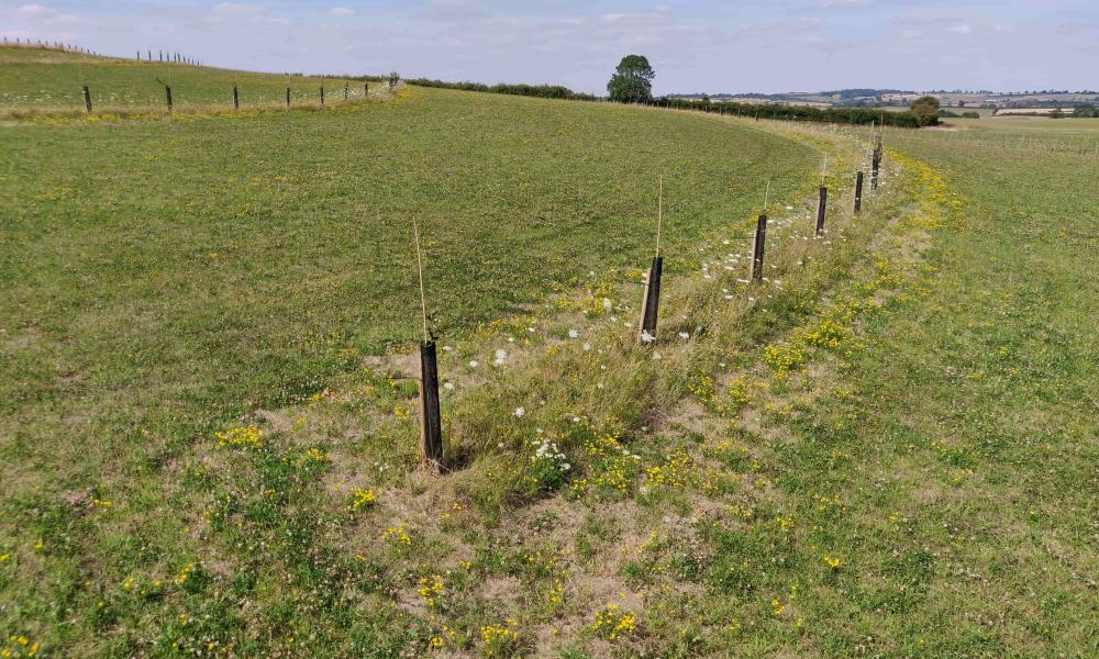 Agroforestry strips funded by Air Wick, Leicestershire