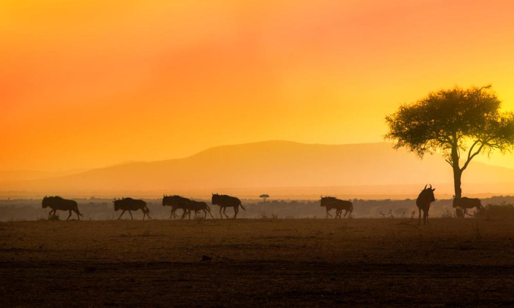 Wildebeests. Maasai Mara National reserve, Kenya.