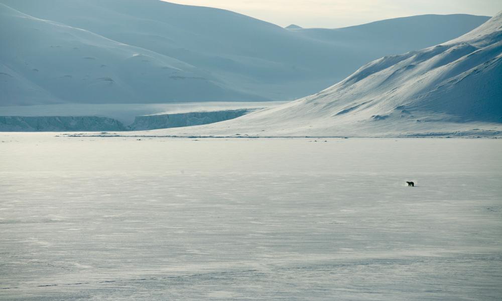 Polar bear (Ursus maritimus) on the sea ice along the coast. Svalbard, Norway.