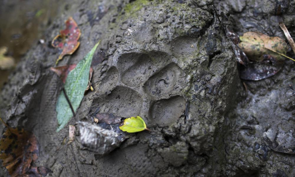 A tiger track in the Khata Corridor, Nepal.