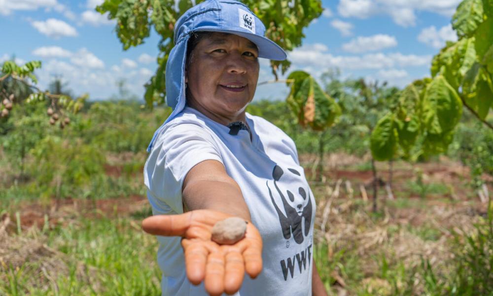 Woman holding out a Baru tree seed to the camera