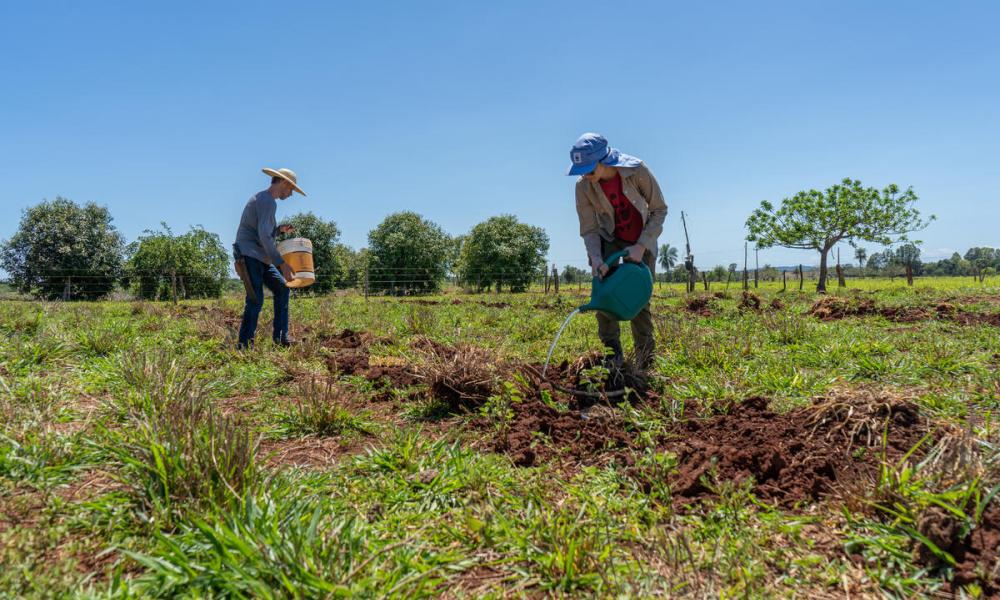 Two people watering the ground and planting baru tree seeds