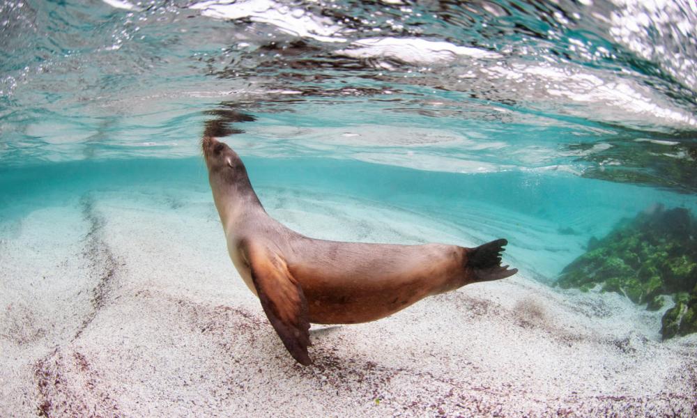 Galápagos sea lion (Zalophus wollebaeki) swimming near La Loberia, Floreana Island, Galapagos, Ecuador
