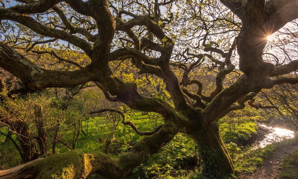 Ancient oak tree Devon UK
