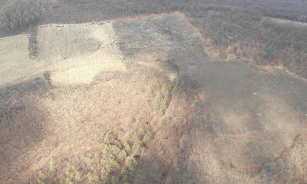 Dongning Forest Restoration