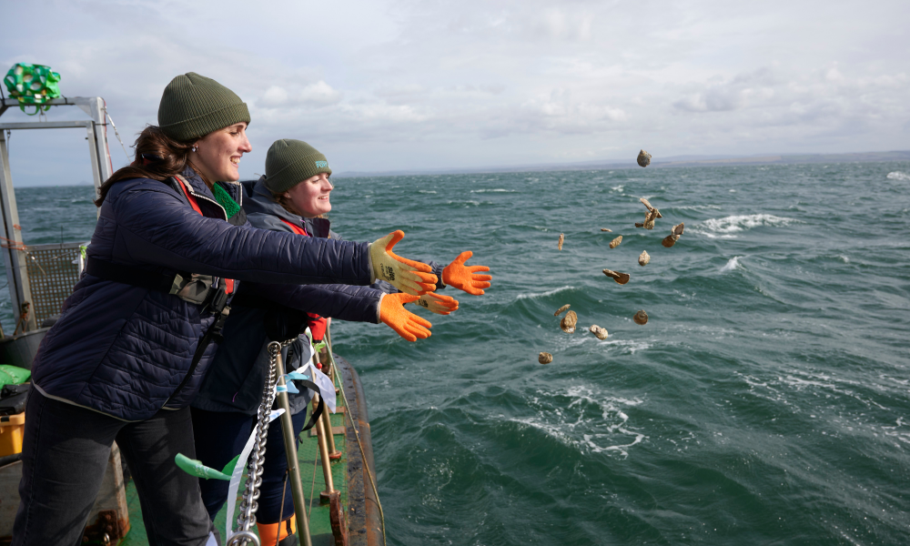 Caitlin and Emmy throwing native oysters off the side of a boat into the Firth of Forth.