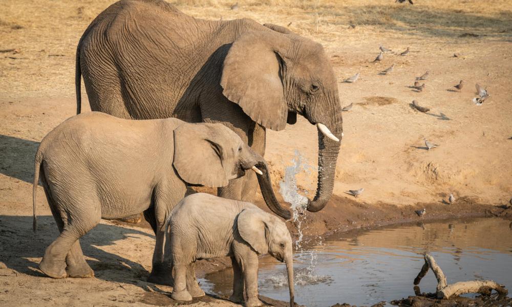 Elephants drinking at the Hobatere Lodge in the Khoadi//Hoas conservancy, Namibia.