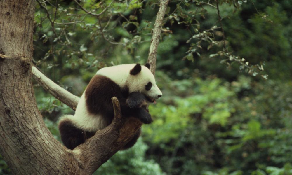 Giant panda climbing a tree