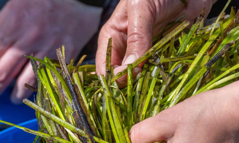 Hands harvesting sea grass seeds.