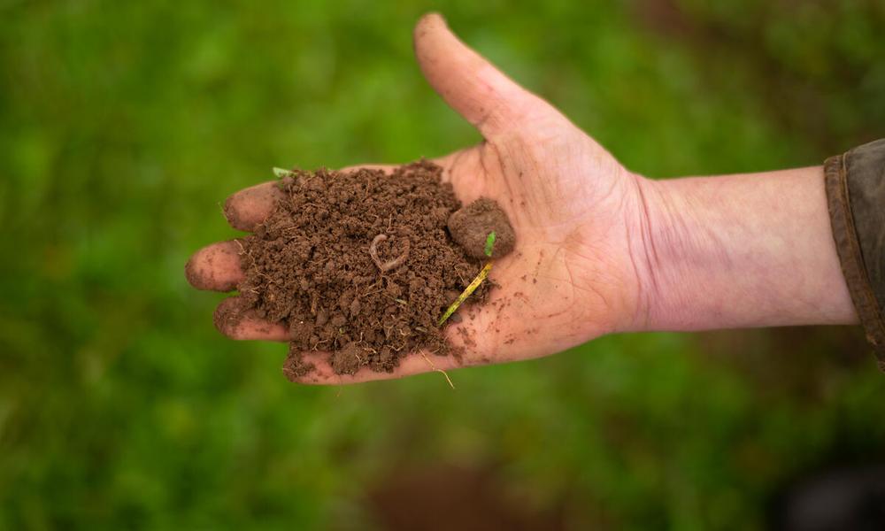 Regenerative farmer Denise Walton from Peelham Farm, Berwickshire, Scotland inspects the soil and root structures.