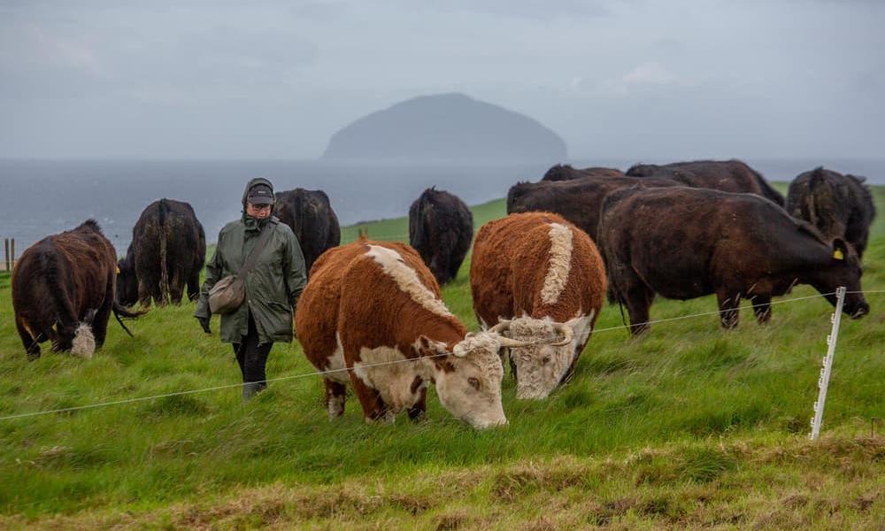 Farmer Heather Close checks on her Aberdeen Angus and Hereford cattle to see how close to calving they are on the regenerative farm at Balsar Glen Farm, South Ayrshire, Scotland.