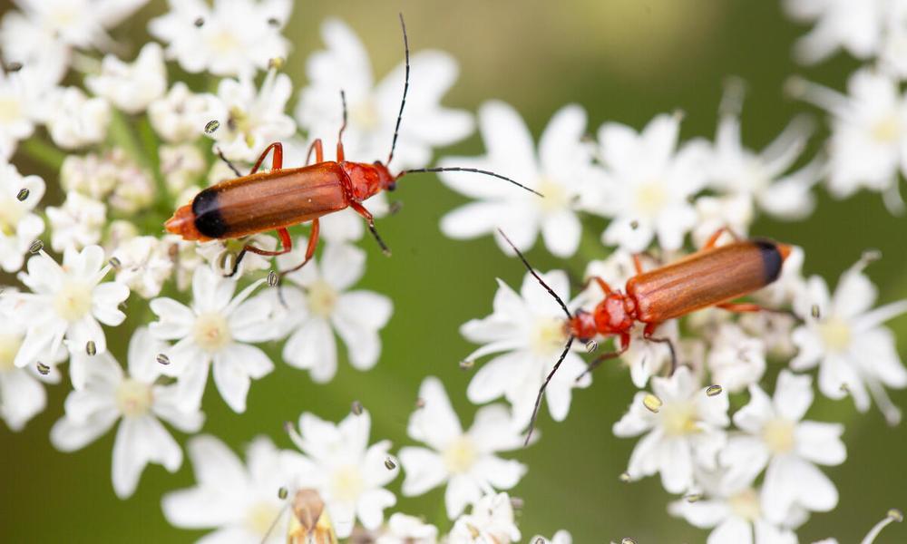 Red-soldier beetles sit on a white flowering plant at Riverford Farm, Devon.