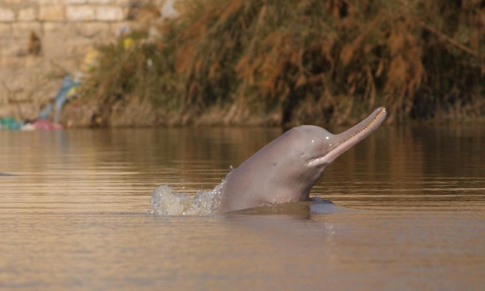 An image of a river dolphin with its head above water