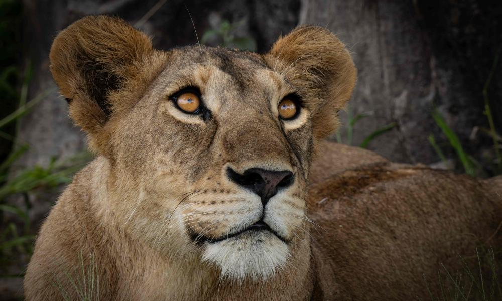 The magnificent lion: the symbol of Africa