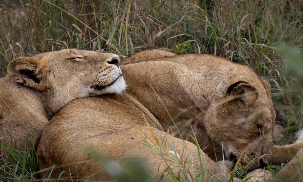 Lioness sleeping