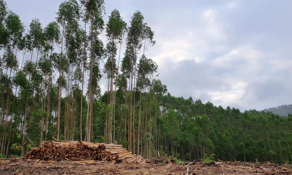 Forest cut down to make way for cattle farming