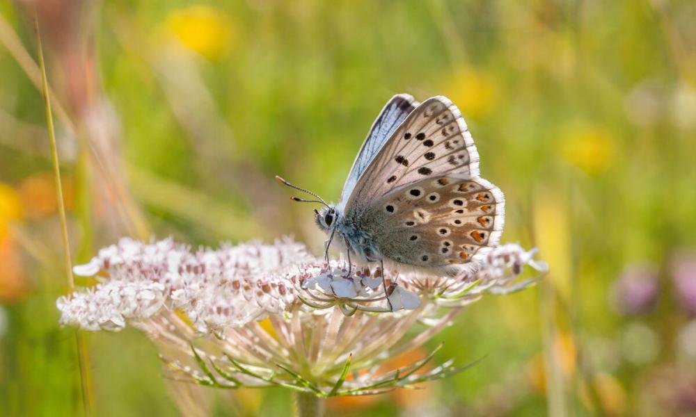 Male, Chalkhill blue butterfly sitting on a Wild Carrot