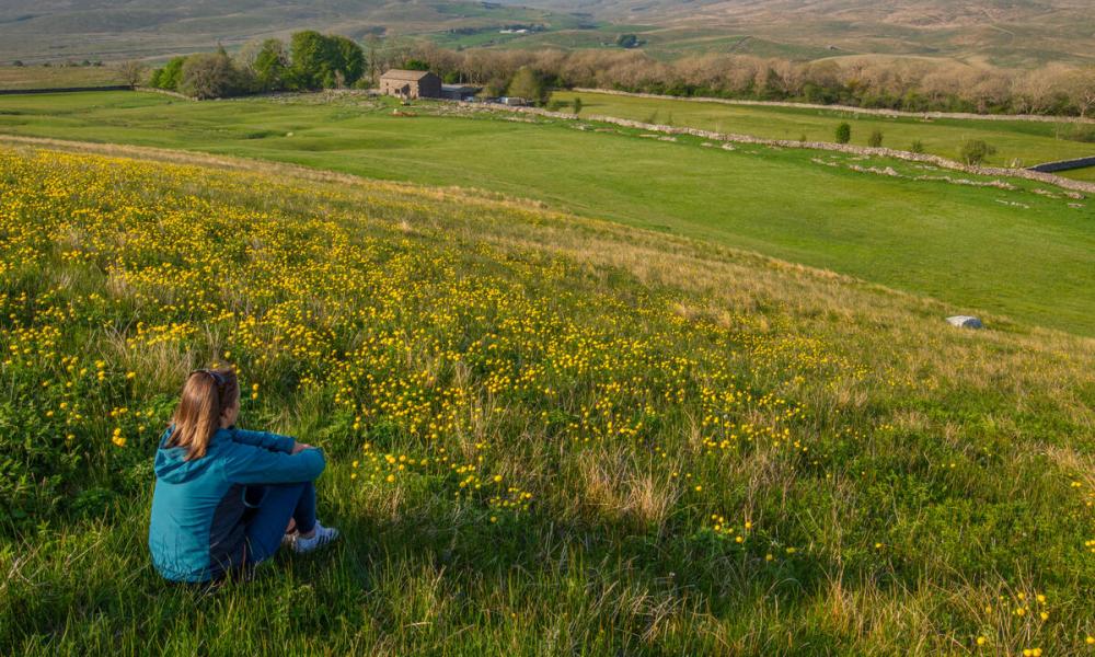 A tourist sitting in a field filled with globeflowers