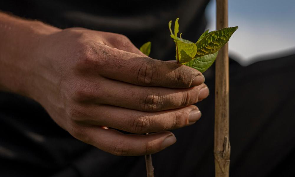 Closeup of Frank Morgan's (Natural England) hand examining leaves on a freshly planted tree on the Wild Ingleborough site.