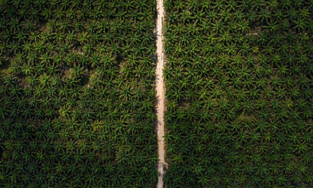 View of the jungle affected by huge Palm oil plantation in Central Kalimantan.