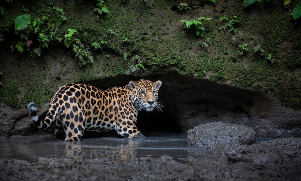 Jaguar stood in water