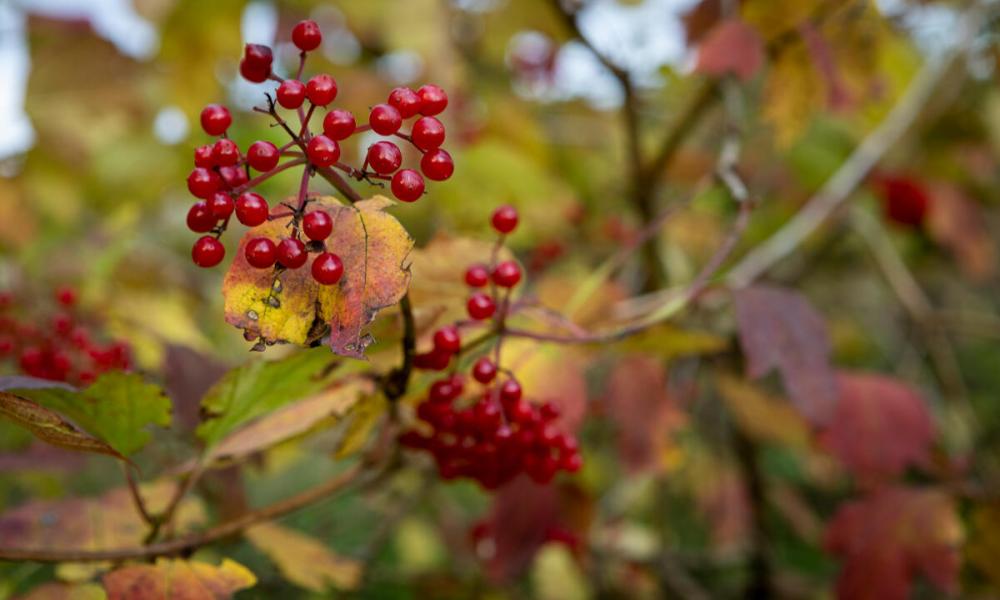 Close up of a tree with red berries