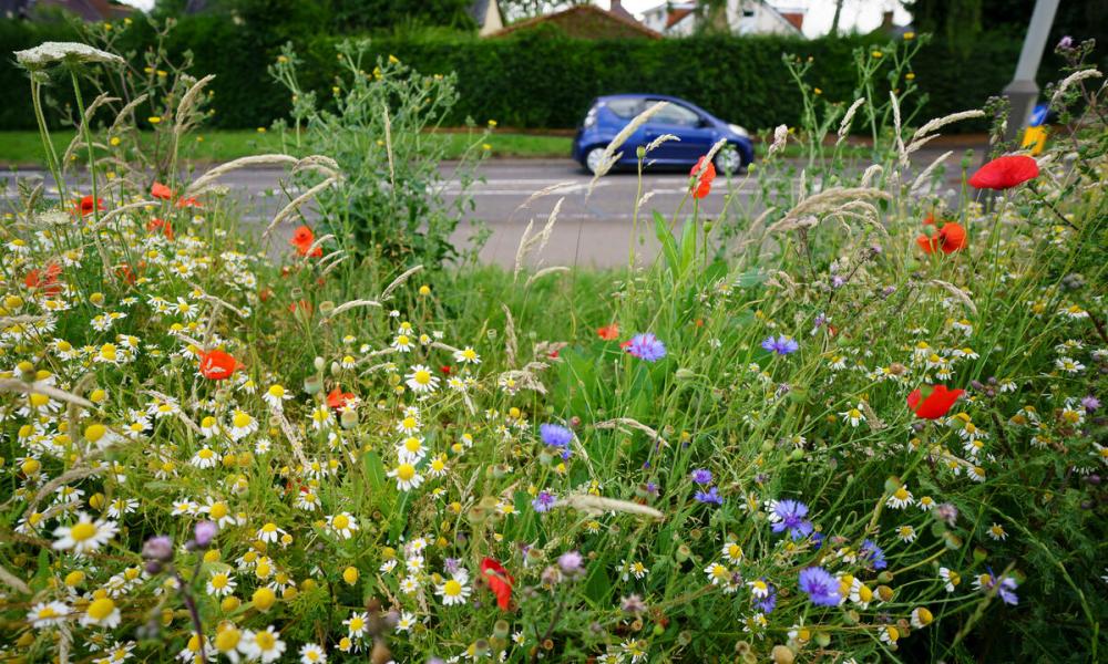 Cars drive past wildflowers, planted as part of Leicester City's 'Bee Roads' project.