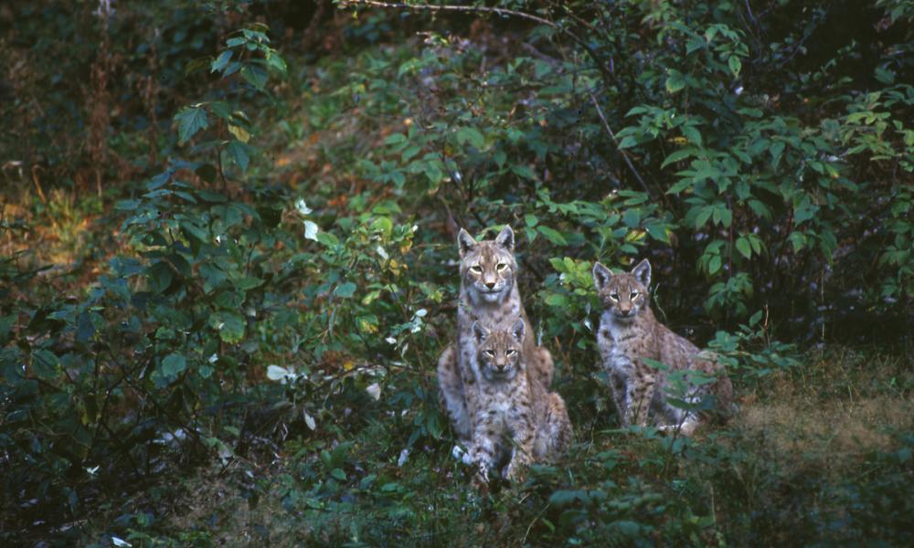 A family of Eurasian lynxes sat amongst shrubs