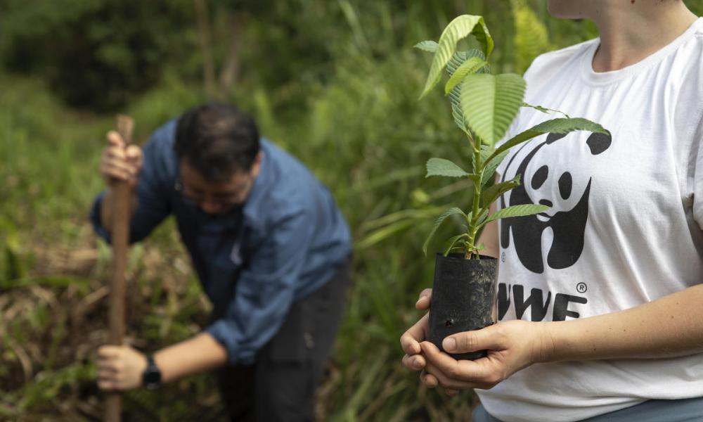 Two people planting a seedling. One person is holding the sapling and wearing a white t-shirt with WWF logo. The other person is digging in the ground.