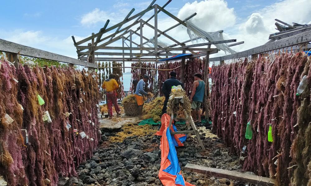 Seaweed is dried in Taytay, Palawan.
