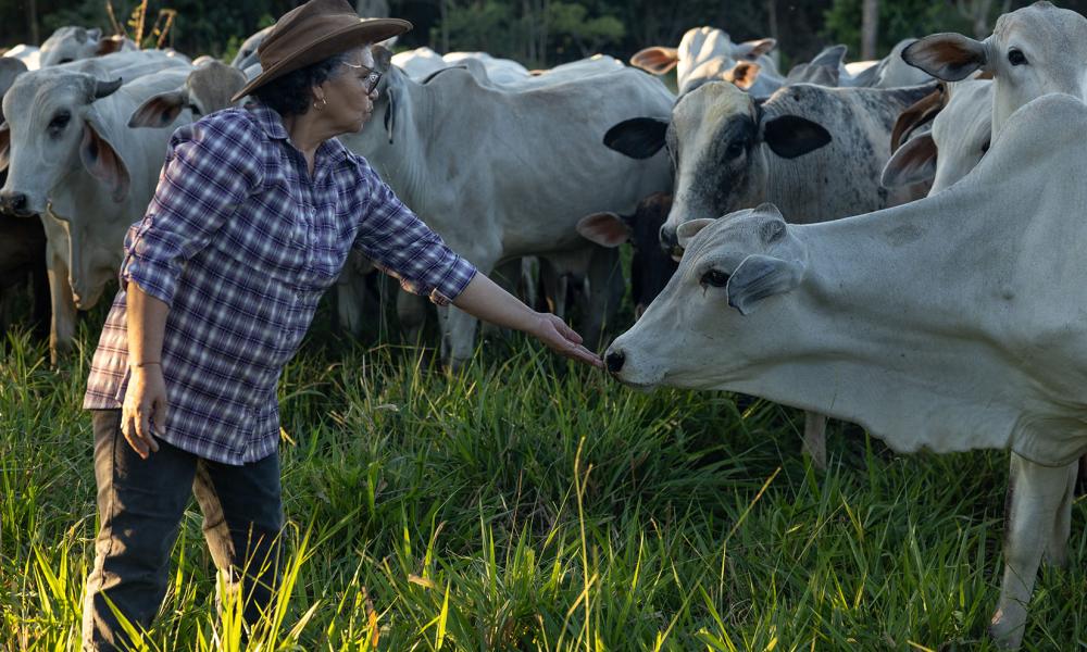 Person feeding cattle by hand as part of The Regenerative Cattle Ranching project, led by WWF-Peru