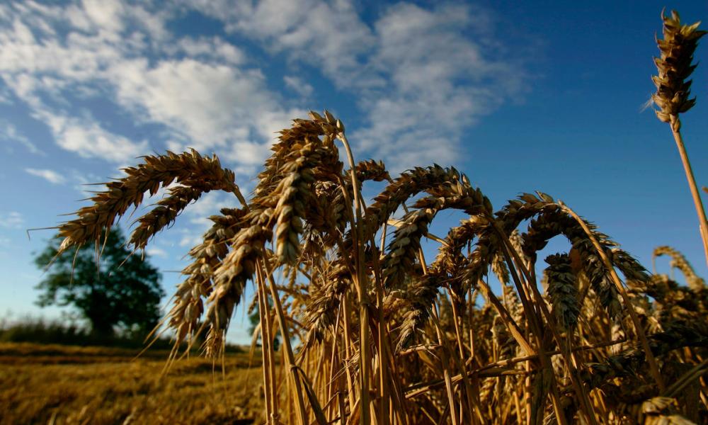 Field of wheat - Norfolk - UK - © Jiri Rezac / WWF-UK.jpg