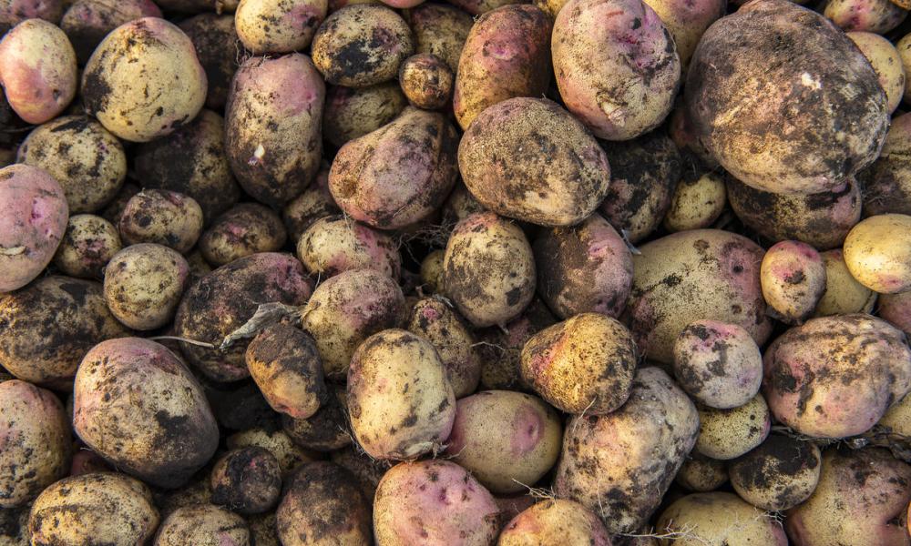 Potatoes - © Ola Jennersten / WWF-Sweden